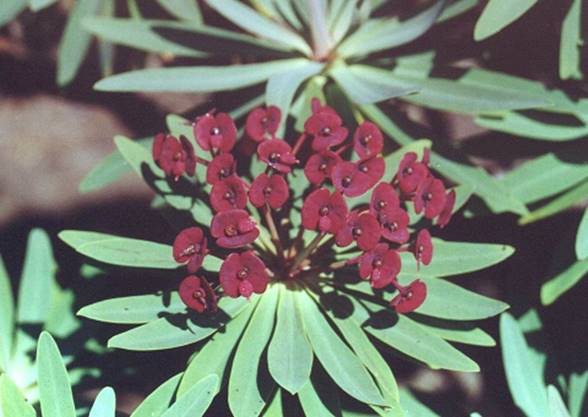 Euphorbia_atropurpurea_03