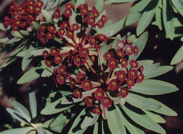 Euphorbia_atropurpurea_04