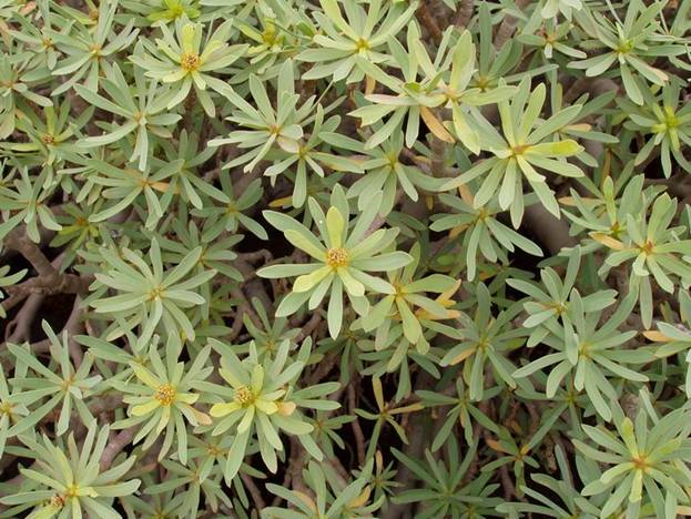 Euphorbia_balsamifera_02
