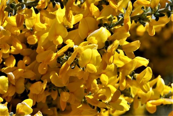 Planta con flores amarillas

Descripción generada automáticamente