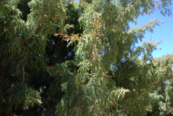Juniperus_cedrus_06a