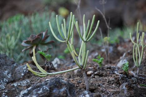 Euphorbia_aphylla 01