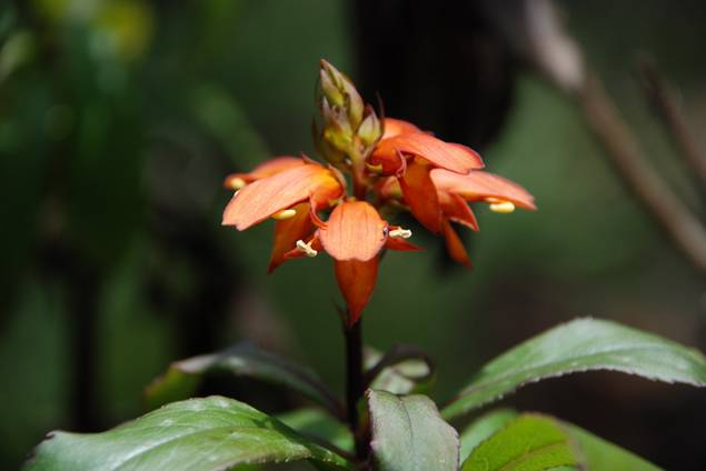isoplexis_canariensis_003red