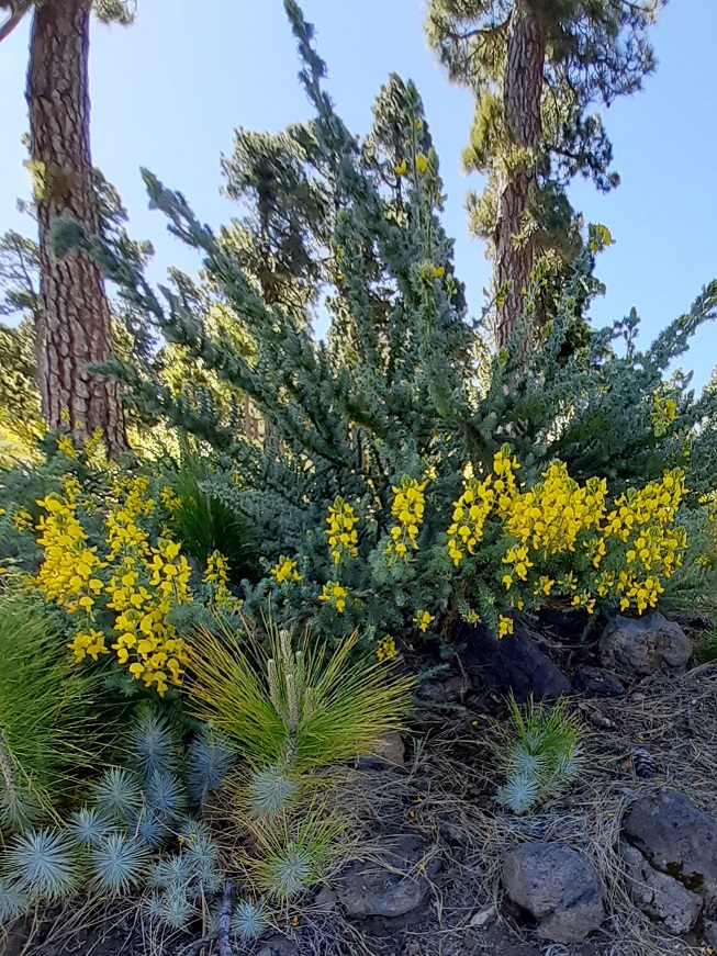 Una planta con flores amarillas

Descripción generada automáticamente