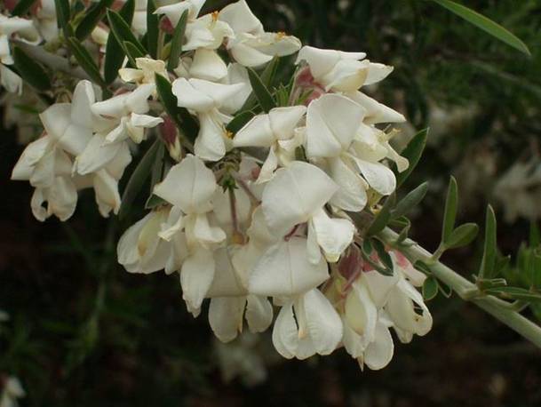 Planta con flores blancas

Descripción generada automáticamente