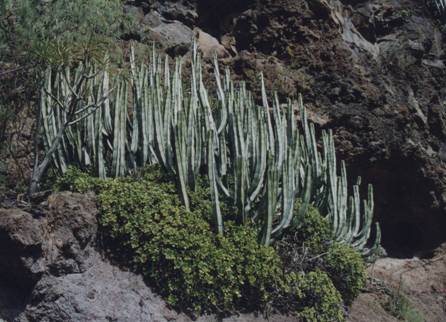 Euphorbia_canariensis_001