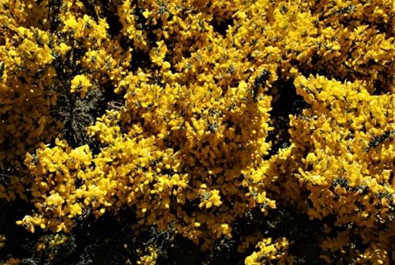 Una planta con flores amarillas

Descripción generada automáticamente con confianza media