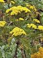 Planta con flores amarillas

Descripcin generada automticamente