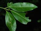Planta con hojas verdes

Descripcin generada automticamente