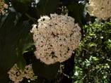 Una flor blanca

Descripcin generada automticamente