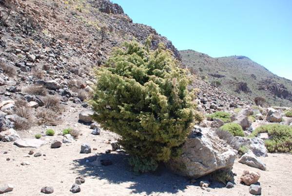 Juniperus_cedrus_01a
