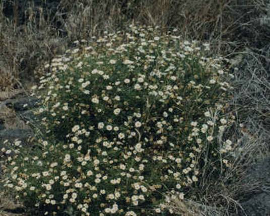 argyranthemum_florescens_002