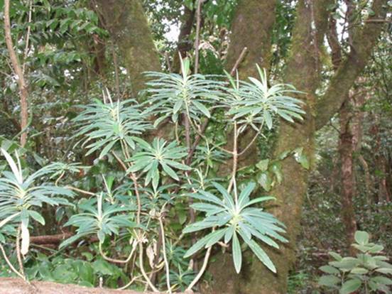 Euphorbia mellifera 008_redimensionar
